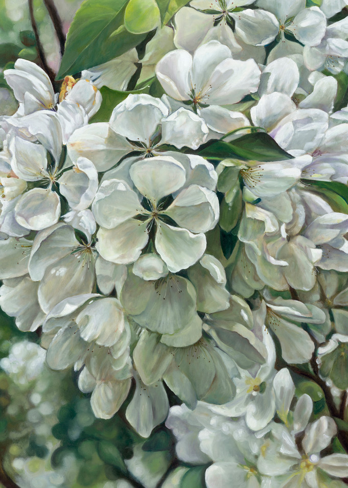 White Apple Blossoms Art | chrisabigtart