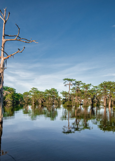Death in Paradise - Louisiana swamp fine-art photography prints