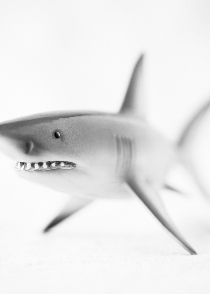 Great White Shark Photography Art | Roman Coia Photographer