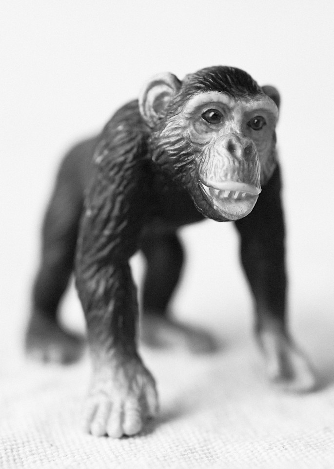 Chimpanzee Photography Art | Roman Coia Photographer