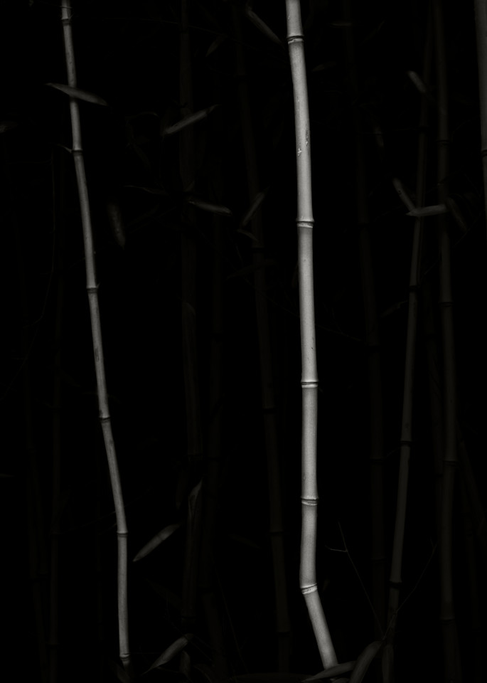 Bamboo Ii Photography Art | Roman Coia Photographer