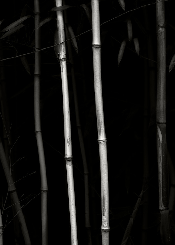 Bamboo Photography Art | Roman Coia Photographer