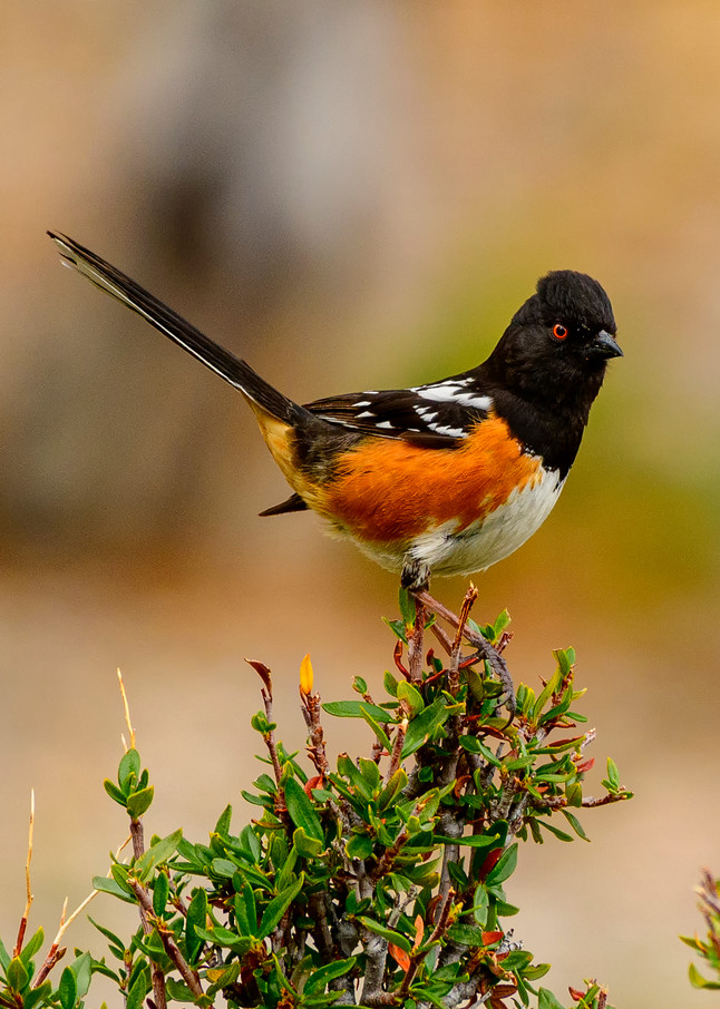 Spotted Towhee Photography Art | Jarrod Ames Photography 