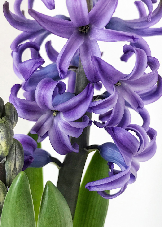 Purple Hyacinth, purple flower,