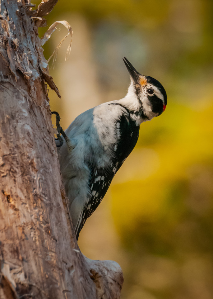 Hairy Woodpecker Photography Art | Monteux Gallery