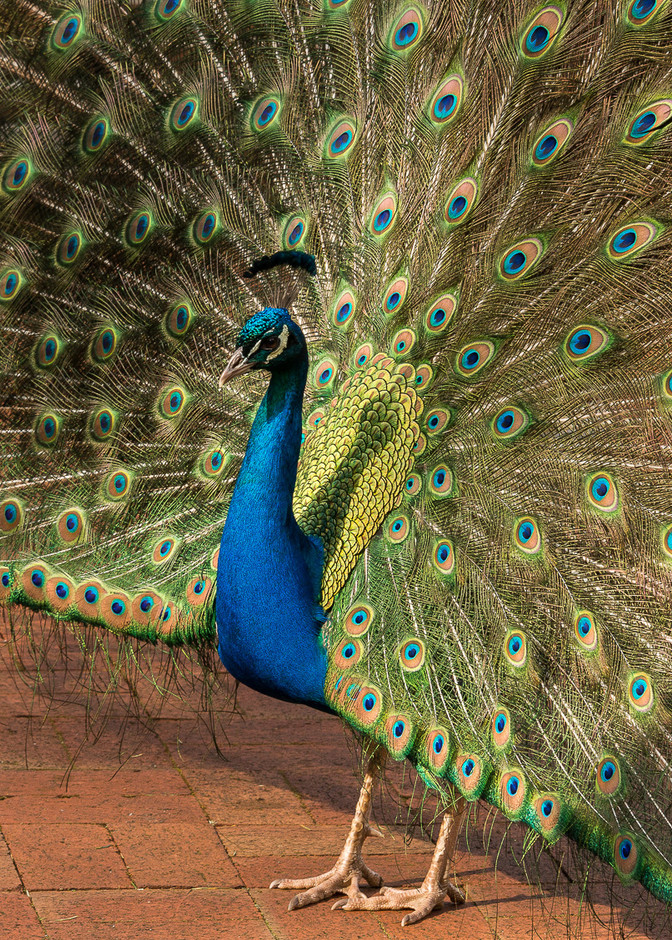 Percy, The Peacock Photography Art | Barbara Masek Photography