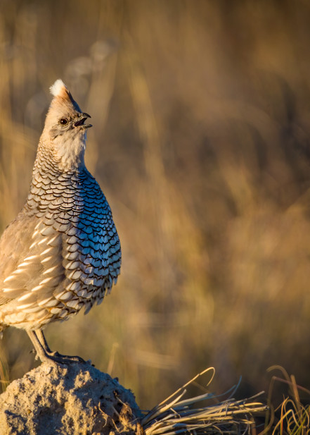 A Scaled Quail calling for a mate