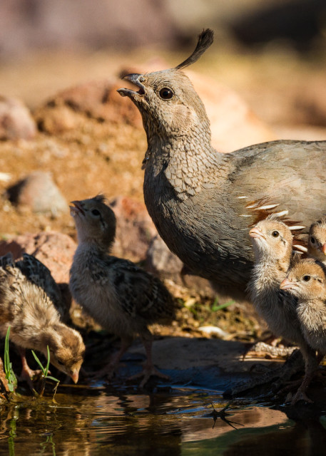 Gambels Quail Female With Chicks Art | URSUS NATURE PHOTOGRAPHY