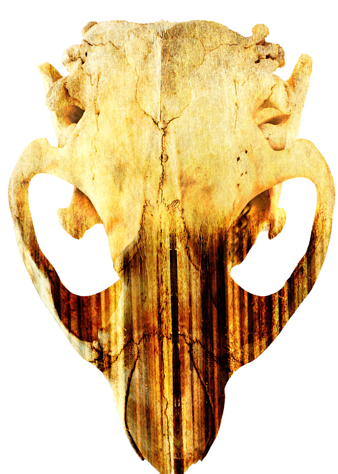 Beaver Skull, by Laura Grisamore