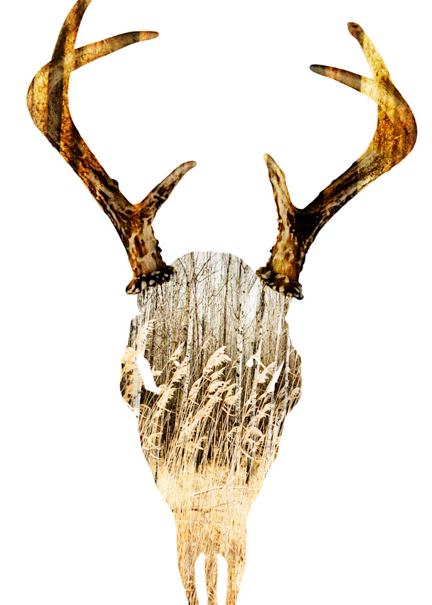Deer Skull, by Laura Grisamore