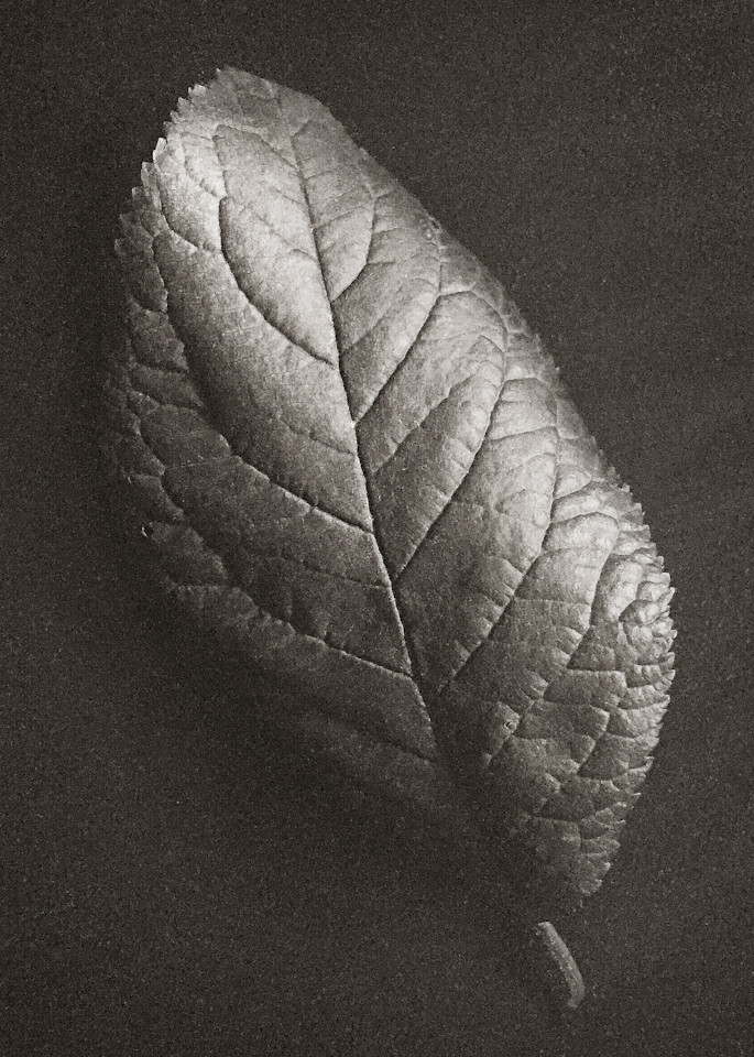 Leaf Study Ii Photography Art | Roman Coia Photographer