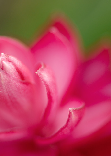 Pink Petals Photography Art | Roman Coia Photographer