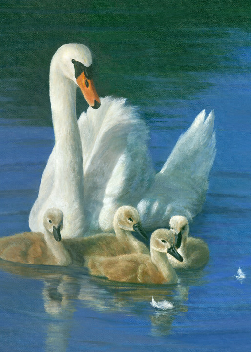 swan, goslings, spring-babies, mother-swan 