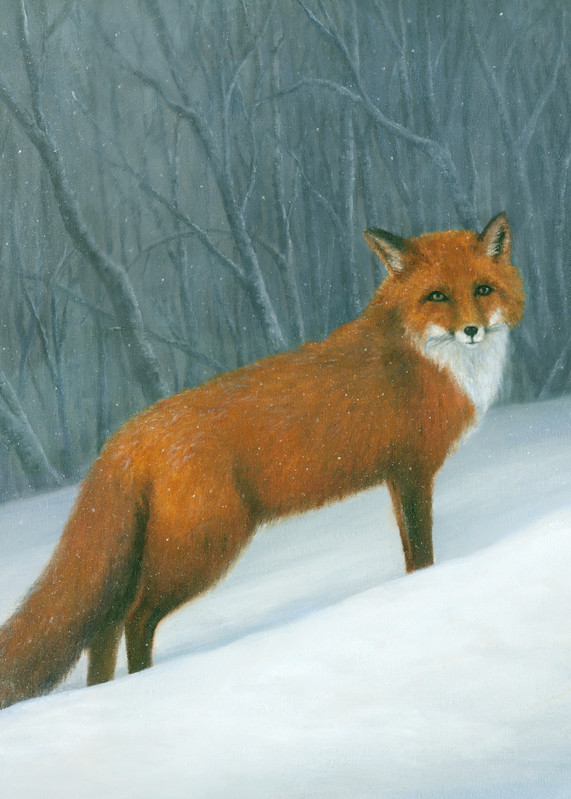 Red-fox, winter, snow-painting