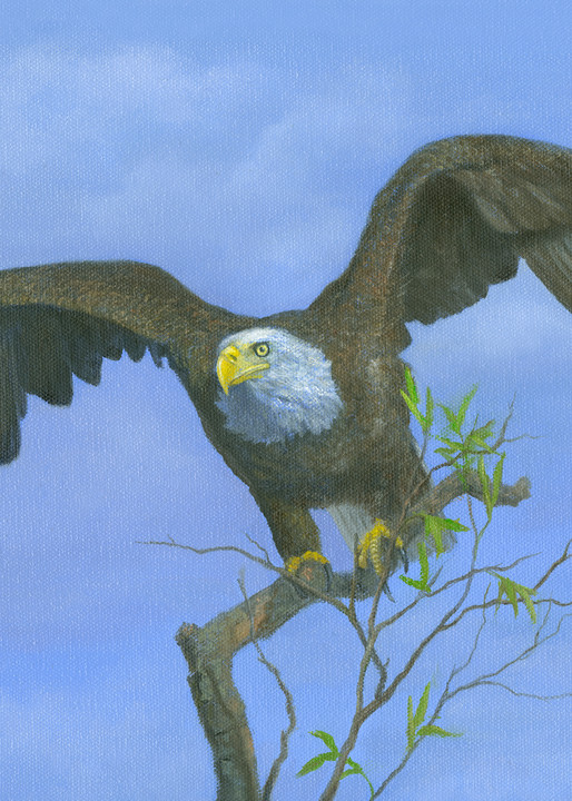 bald-eagle, taking-flight