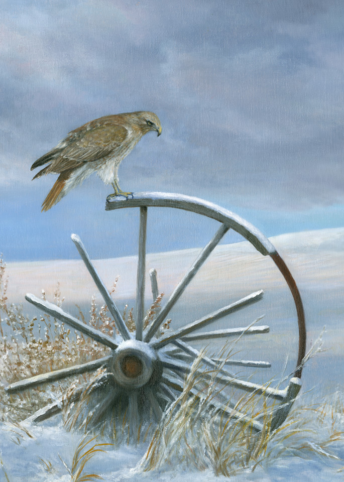 hawk, redtail, redtail-hawk, old-broken-wagon-wheel, wagon-wheel