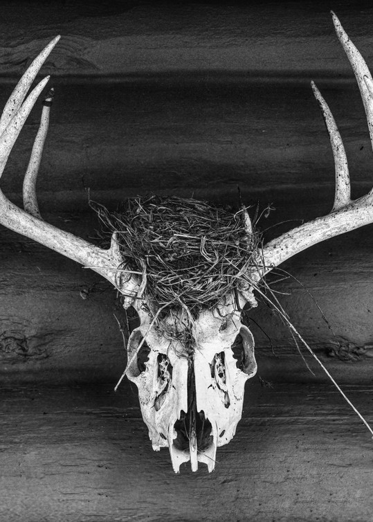 Nest - Deer, by Jeremy Simonson