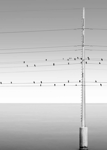 Song Birds Photography Art | DE LA Gallery