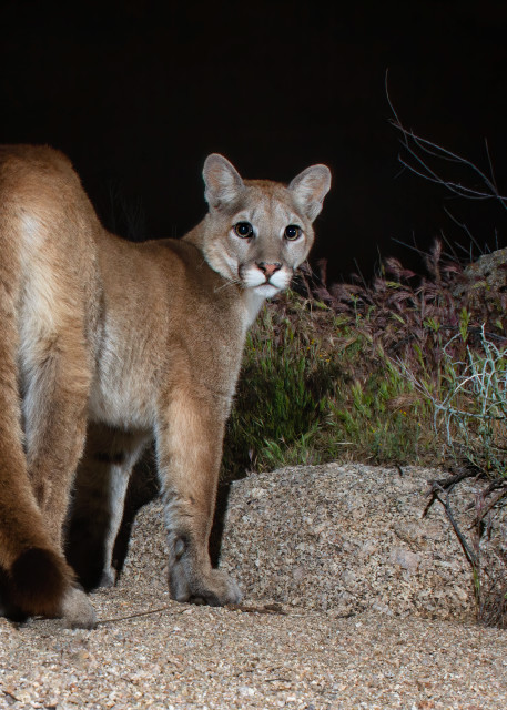 Mountain Lion looking over her shoulder.