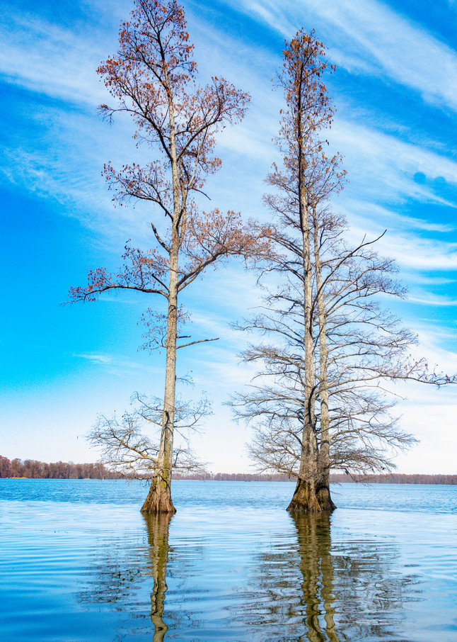 Cypress Trees Reflection 478   Photography Art | Koral Martin Healthcare Art