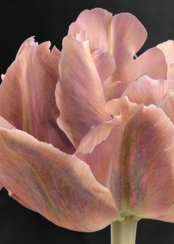 Tulip No 6 Art | Sondra Wampler | fine art