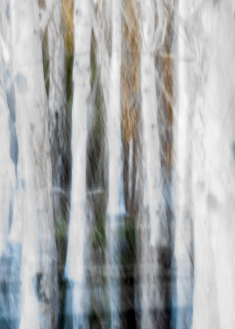 Forest for the Trees - White birch grove in California intentional movement abstract photograph print