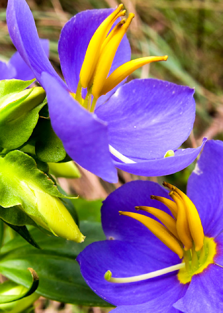 Purple flowers Sri-Lanka