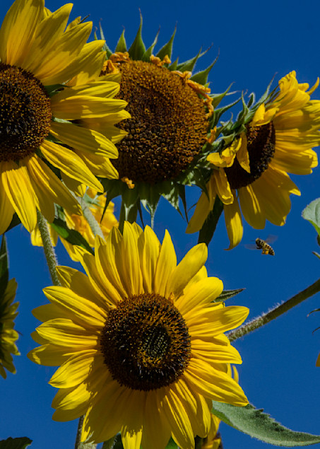 Sunflowers bee