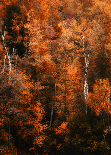 High Peaks Birch - Adirondacks - Michael Sandy Photography