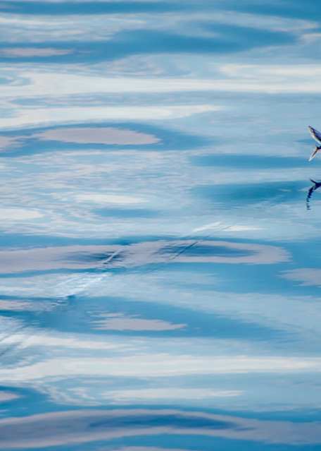 Flying Fish - Solomon Islands | Sea Life Collection | CBParkerPhoto Art