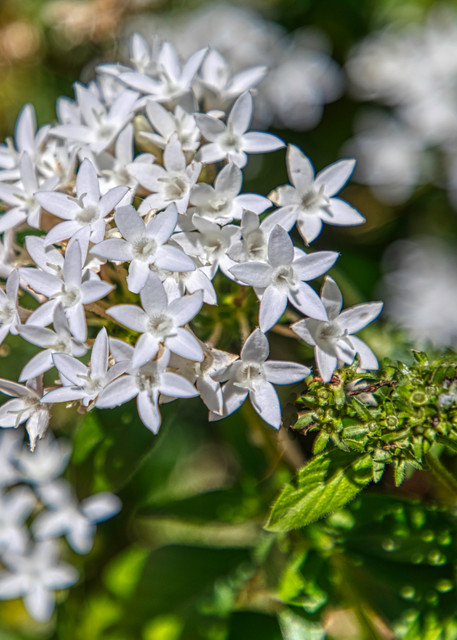 White flower  clusters  of epic form
