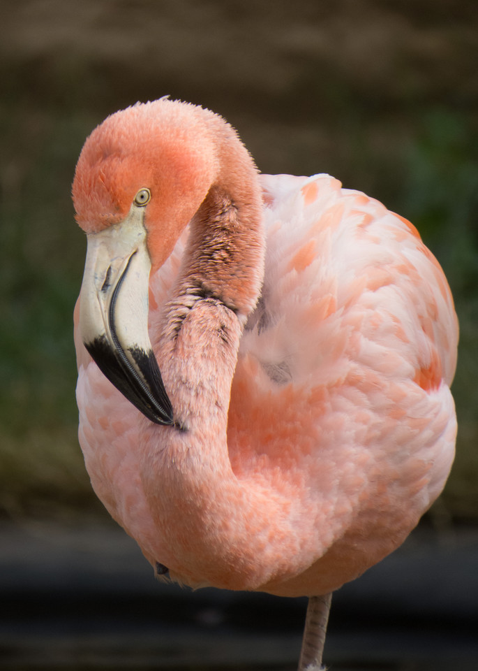 Photograph of a flamingo from the left side of the face. 