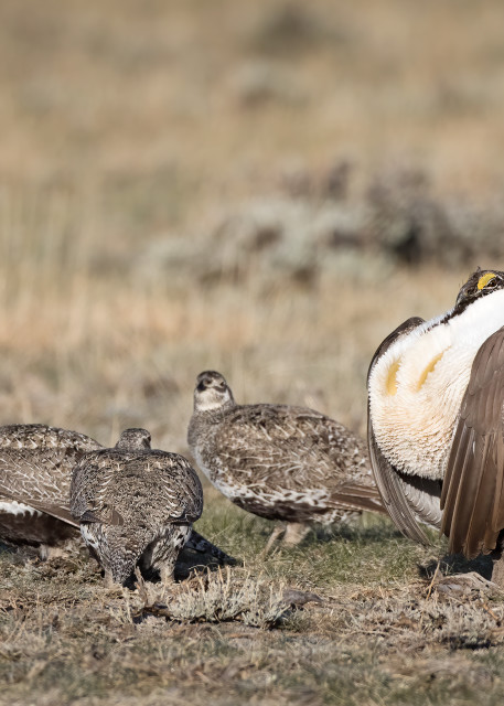 Sage Grouse king of the lek