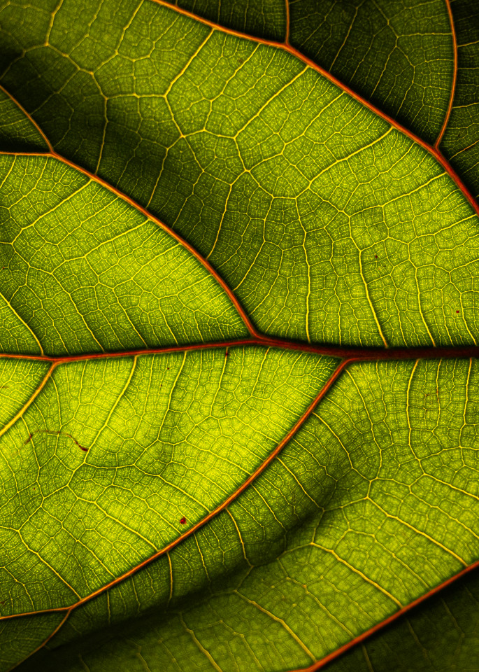 Fiddle Fig Photography Art | Spry Gallery