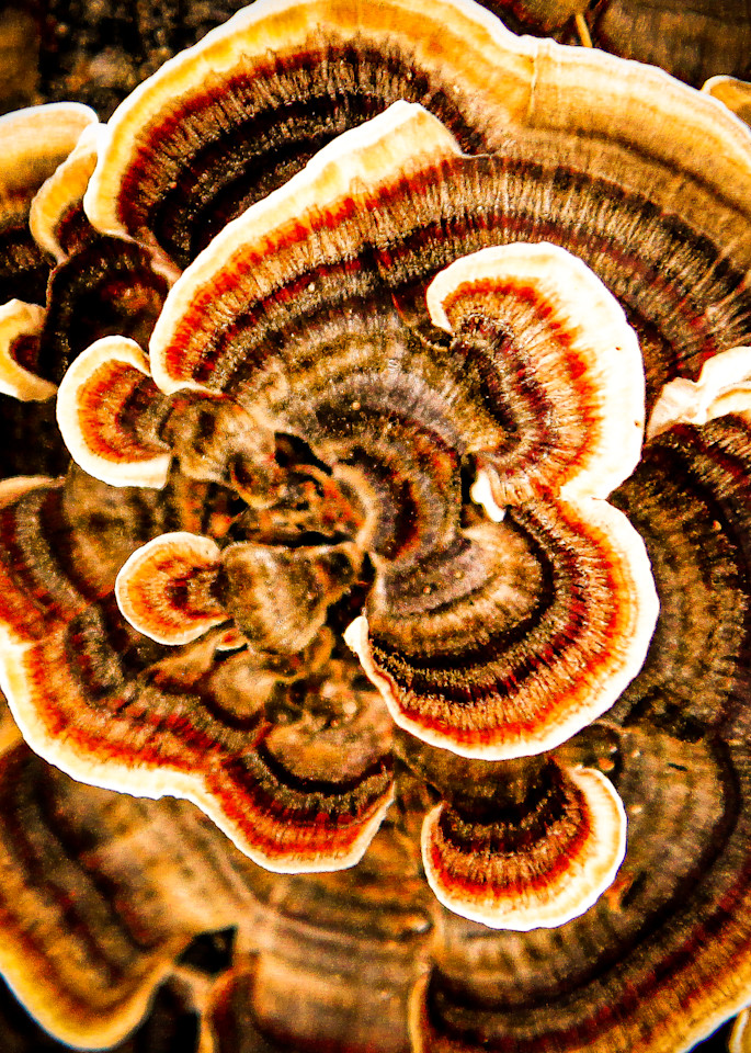 Turkey Tail Photography Art | Spry Gallery