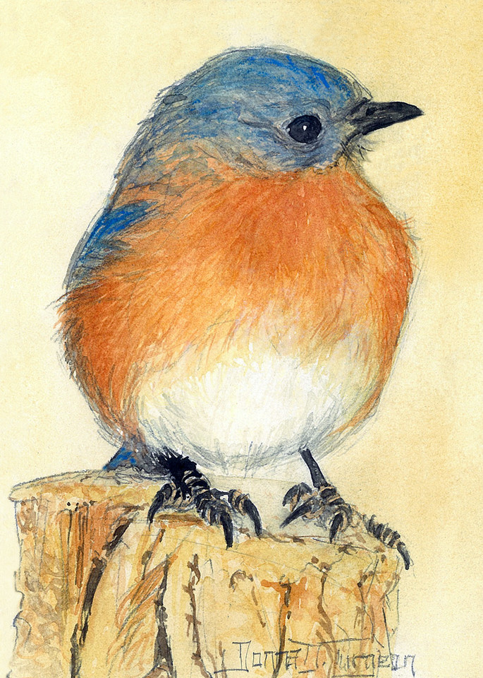America's Favorite, Eastern Bluebird Watercolor Print by Donna Turgeon
