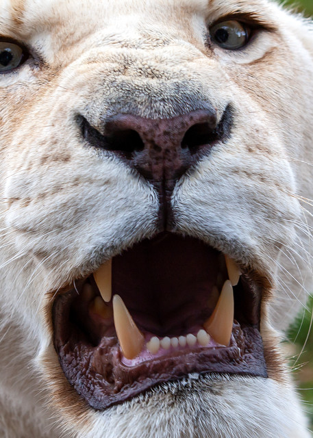 Lioness' Warning Photography Art | Josh Kimball Photography