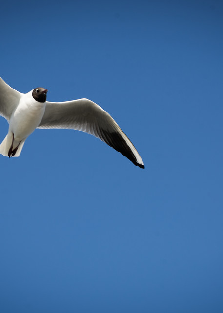 Dutch Countryside Black-headed gull photography | Eugene L Brill