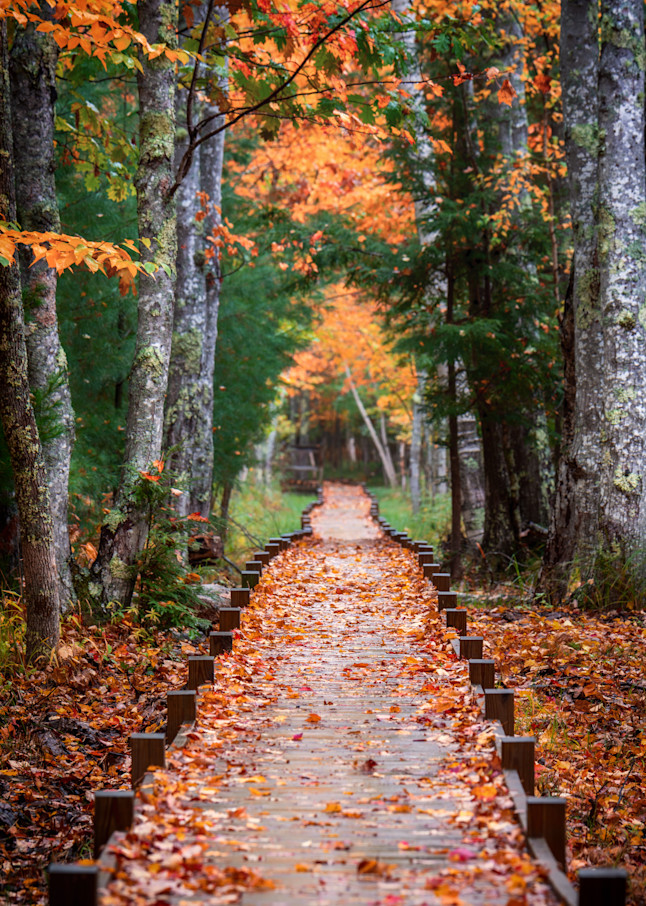Autumn At Jesup Path Photography Art | Jesse MacDonald Photography