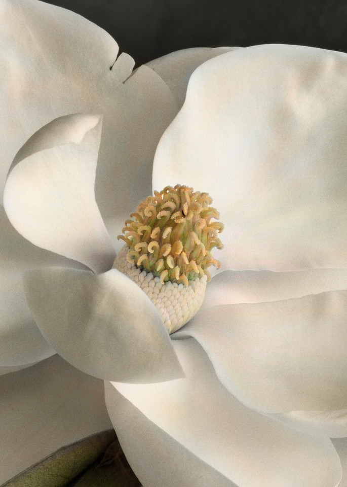 Magnolia No 8 Art | Sondra Wampler | fine art