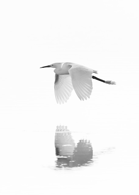 Snowy Egret Reflections