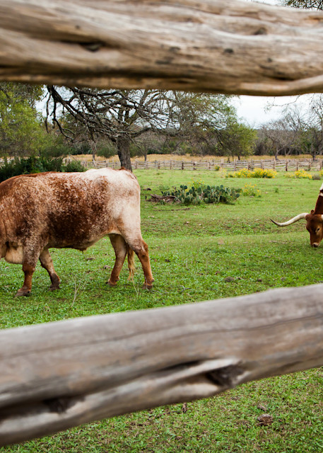 Longhorns Behind The Fence Photography Art | Michael Penn Smith - Vision Worker