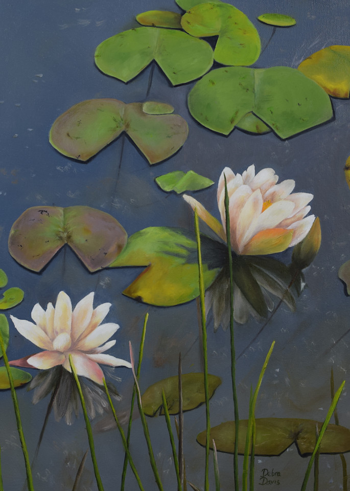 Waterlilies Art | Debra Davis Fine Art