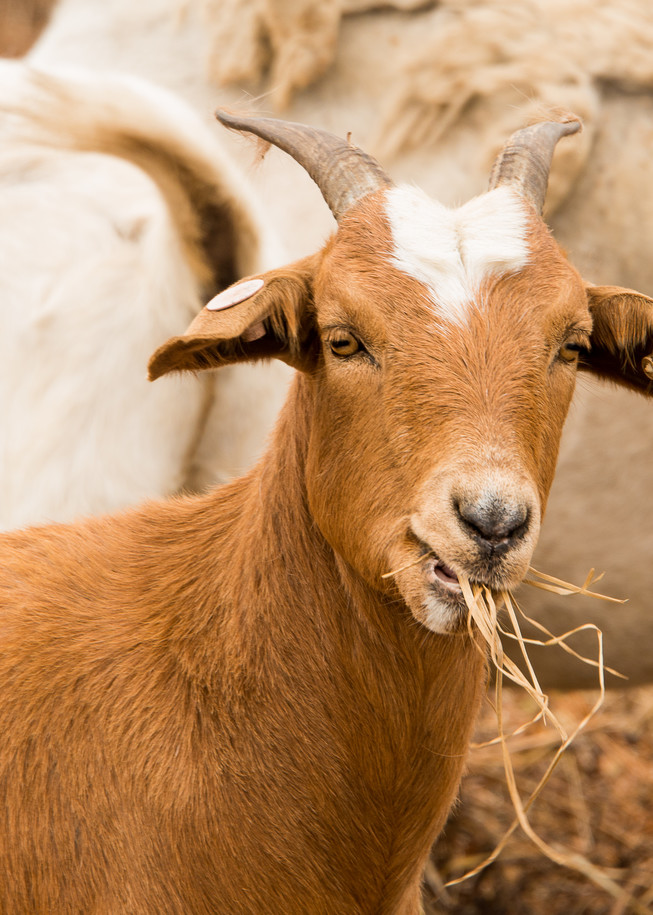 Grazing Goat Photography Art | Barbara Masek Photography