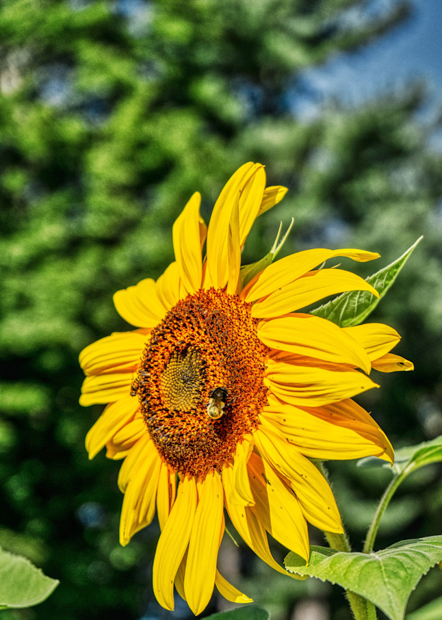 Sunflower Photography Art | Paul J Godin Photography