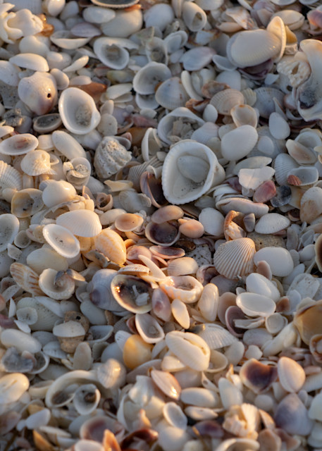 Sea Shells Photography Art | Paul J Godin Photography