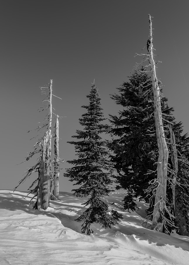 Winter Alpine Trees, Mount Rainier National Park, Washington, 2016