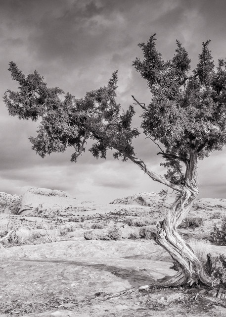 Juniper Tree And Comb Ridge Photography Art | John Gregor Photography