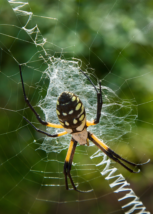Zipper Spider Photography Art | Michael Penn Smith - Vision Worker