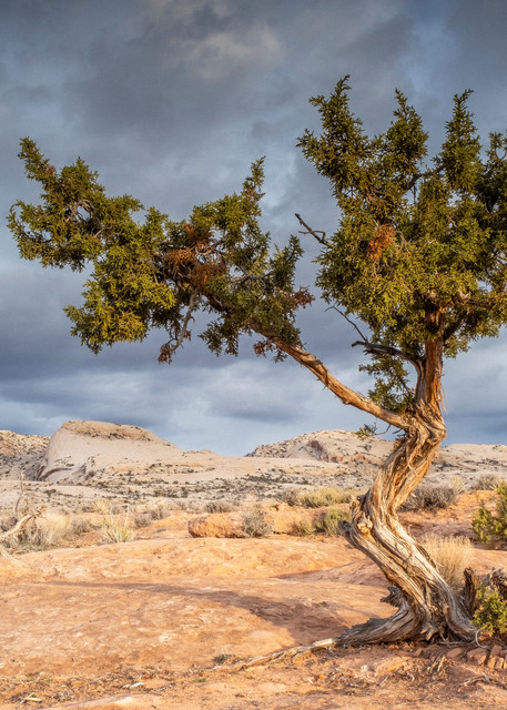 Cedar Tree And Comb Ridge Photography Art | John Gregor Photography
